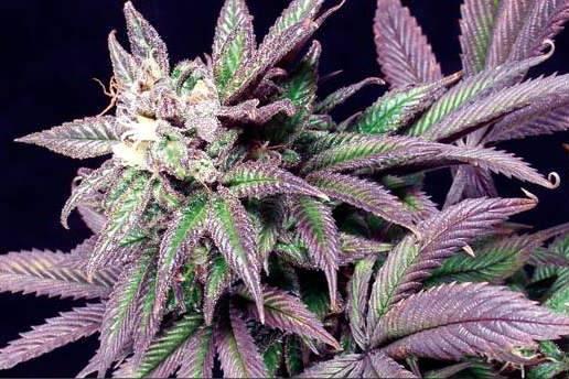 сайт магазин даркнет